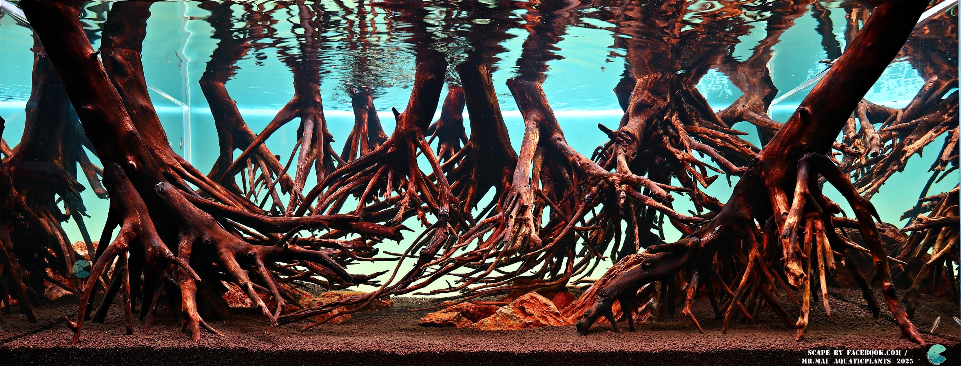 Aquascaping steps - Red Filter - IAPLC 2025 Winning Works - Nobphacha Yimyou / Thailand Aquascaping steps - Red Filter - IAPLC 2025 Winning Works - Nobphacha Yimyou / Thailand